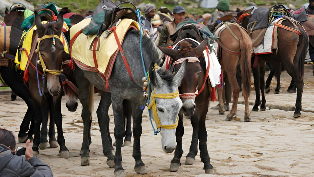 horses at kedarnath yatra for trekking